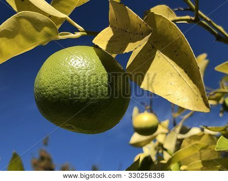 The Grapefruit (citrus X Paradisi) Adamsapfel Oder Paradiesapfel