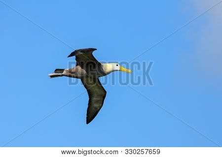 Waved Albatross (phoebastria Irrorata) In Flight On Espanola Island, Galapagos National Park, Ecuado