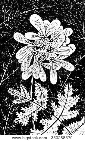 Coriander - Flower Illustration. Black And White Ink Floral Drawing. Coloring Book For Adults. Line 