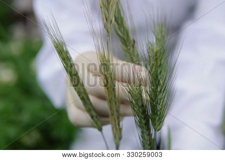 Female Laboratory Assistant In White Gloves Holds Green Unripe Spike And Checks The Plant For Fungal