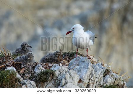 Red-billed Gull With Small Chicks, Kaikoura Peninsula, South Island, New Zealand. This Bird Is Nativ
