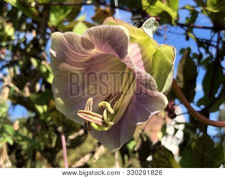 The Cup-and-saucer Vine (cobaea Scandens), Cathedral Bells, Mexican Ivy, Monastery Bells Or Glockenr
