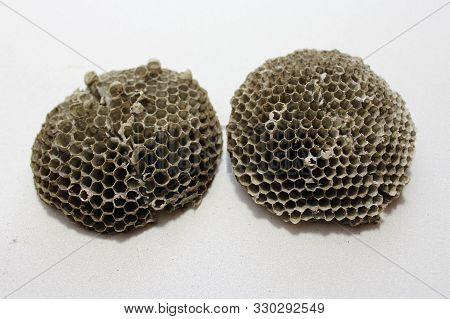 The Picture Shows A Part Of A Wasp Nest