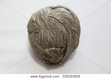 The Picture Shows A Big Wasp Nest