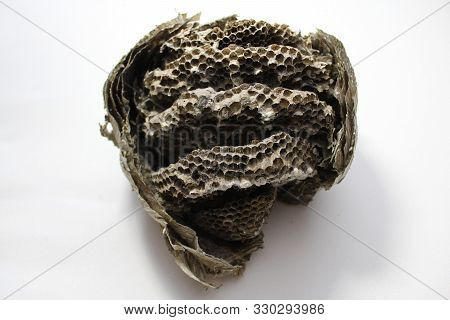 The Picture Shows A Big Wasp Nest