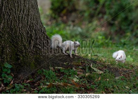 Two Rare White Eastern Gray Squirrels By A Tree In A Park In Olney, Illinois.
