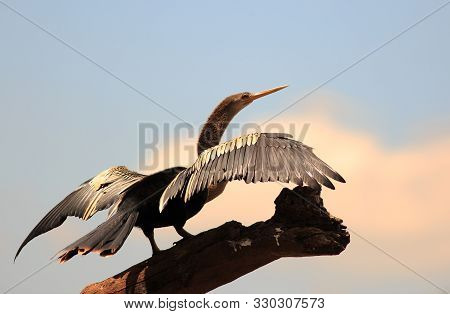 Anhinga Bird With Wings Extended Against A Pale Blue Sky.  They Are Placed In The Darter Family, Anh