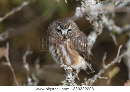 Northern Saw-whet Owl At Richmond Bc Canada