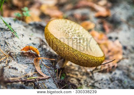 The Bovine Bolete (suillus Bovinus) Mushroom In A Forest