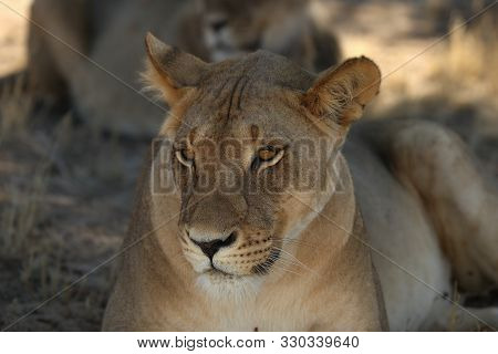 Lioness (panthera Leo) Lying In The Shade In Kalahari Desert. Lioness With Open Mouth Show Teeth.