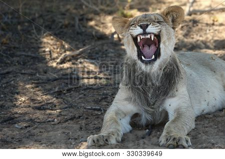 The Young Lion Male (panthera Leo) Lying In The Shade In Kalahari Desert. Lioness With Open Mouth Sh