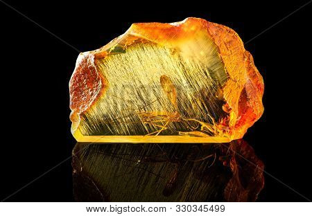 Aget, Amber, Archaeology, Background, Backlight, Beautiful, Black, Bright, Catched, Closeup, Colorfu