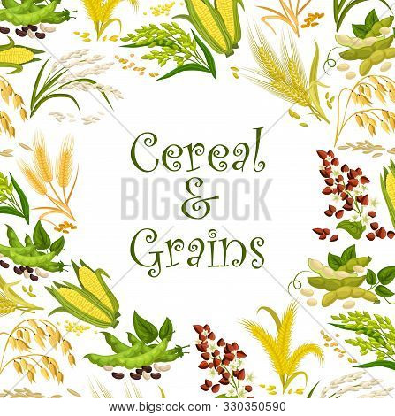 Cereal Seeds And Bean Grains Vector Frame With Rice, Wheat And Buckwheat, Corn, Millet And Oat, Soy,