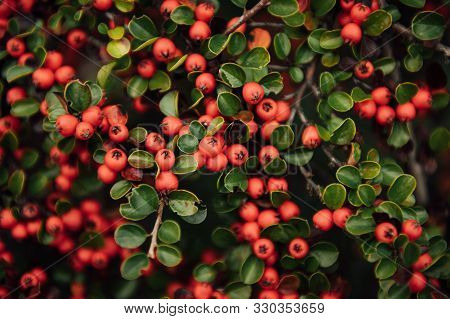 Red Berries And Green Leaves In Trailside Bushes And Shrubs In Ukraine