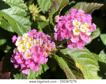 Common Lantana (lantana Camara), Tickberry, West Indian Lantana, Umbelanterna, Wandelroschen Oder Wa