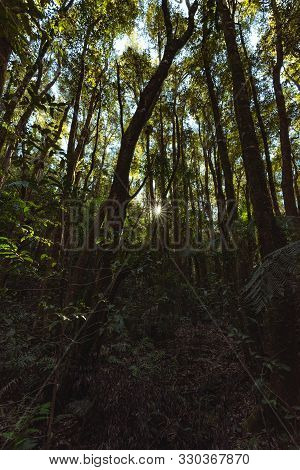 The Sun Peeks Through Dense Forest Trees On A Clear And Sunny Day In springbrook Np, Queensland, Aus