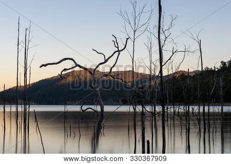 Dead Trees Reflecting On Water During Sunset Over Advancedtown Lake, Queensland, Australia.