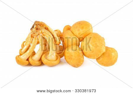 Edible Mushrooms Called Golden Needle Mushroom, Futu Mushroom Or Lily Mushroom On White Background