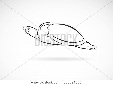 Vector Of Soft-shelled Turtle (trionychidae) On White Background. Wild Animals. Turtles Logo Or Icon