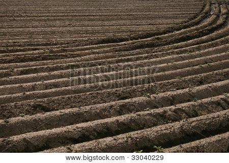 Feld mit Kartoffelpflanzen