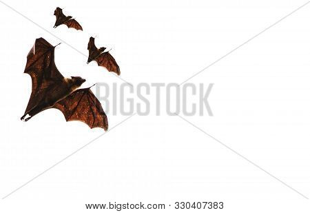 Three Vampire Bats Flying In White Background