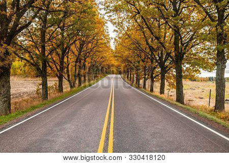 View Of Road With Oak Trees Alley At Autumn