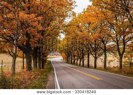 View Of Road With Oak Trees Alley At Autumn