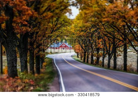 View Of Road With Oak Trees Alley At Autumn