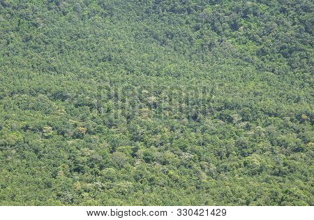 High Angle View Of Tree In Forest. Colorful Trees In Spring Forest,top Down Aerial.