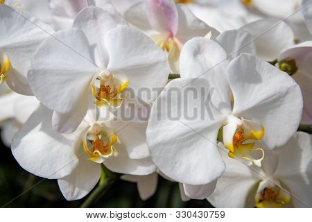 Blooming White Orchid Flower Photo. White Orchid Phalaenopsis Equestris Closeup. Wedding Floral Deco