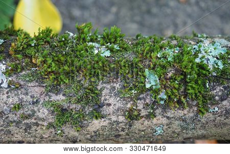 Moss Plant Growing On Trunk