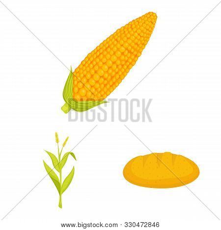 Vector Illustration Of Maize And Food Sign. Collection Of Maize And Crop Stock Symbol For Web.