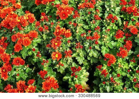 Beautiful Red Flower In Garden. Rose Flower Background. Roses Flower Texture