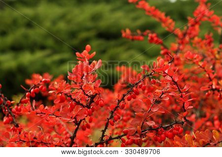 Ripe Red Berries Of Barberry On Branch Close-up. Fructiferous Shrub