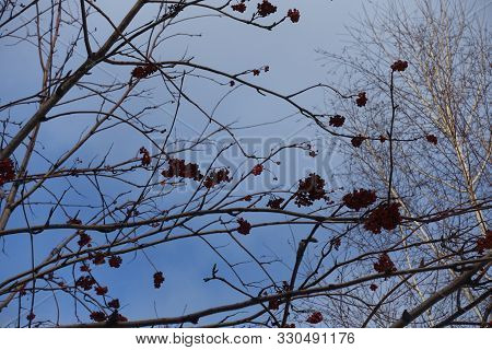 Berries On Bare Branches Of Rowan Against Blue Sky In Winter