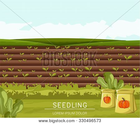 Field Planted With Seedling Technique. Bag Of Pepper And Pumpkin Seeds On Foreground. Place For Text