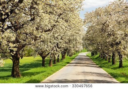 Road And Alley Of Flowering Cherry Trees In Latin Prunus Cerasus With Beautiful Sky. White Colored F