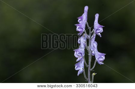 Close Up Of The Purple Flowers Of The Northern Wolfsbane. Highly Poisonous Plant Aconitum Lycoctonum