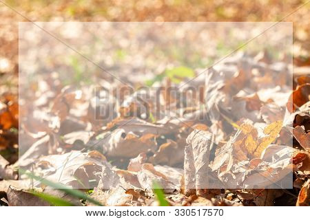 Trendy Concept Of  Leaves With White Blurred  Frame With  Space For Text, Postcard Or Poster Templat