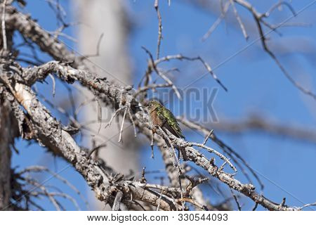 A Broad Tailed Hummingbird In A Tree In Cedar Breaks National Monument In Utah