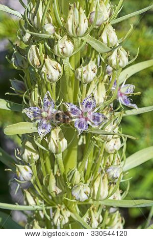 Busy Bee On Elkweed In The Mountains In Cedar Breaks National Monument In Utah