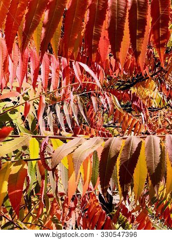 Autumn Colored Trees And Leaves Of Staghorn Sumac Rhus Hirta Syn. Rhus Typhina