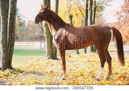 Portrait Of Graceful Thoroughbred Red Horse Standing On Autumn Background. Multicolored Horizontal O