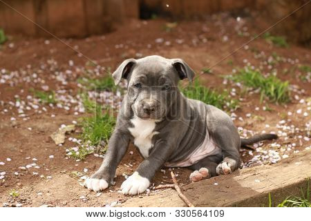 Cute Young 6 Week Old Staffordshire Terrior Pups Playing In Their Family Backyard, Having Fun With T
