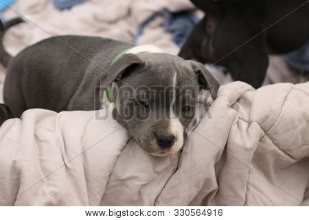 Cute Young 6 Week Old Staffordshire Terrior Pups Playing In Their Family Backyard, Having Fun With T