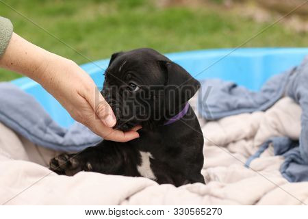 Cute Young 6 Week Old Staffordshire Terrior Pups Playing In Their Family Backyard, Having Fun With T