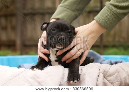 Cute Young 6 Week Old Staffordshire Terrior Pups Playing In Their Family Backyard, Being Posed And H