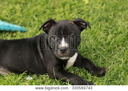 Cute Young 6 Week Old Staffordshire Terrior Pups Playing In Their Family Backyard, Having Fun With T