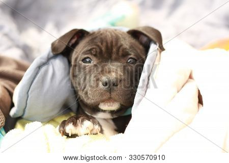 Cute Young 6 Week Old Staffordshire Terrior Pups Playing In Their Family Backyard, Sleeping And Rest