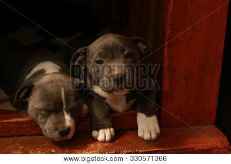 Cute Young 6 Week Old Staffordshire Terrior Pups Playing In Their Family Backyard, Sleeping And Rest